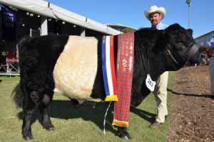 Jason Astbury, Sassafras Belted Galloway stud with the grand champion Belted Galloway bull, Sassafras Hermitage.