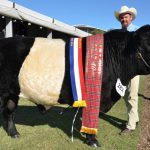 Belted Galloways Close on Quality