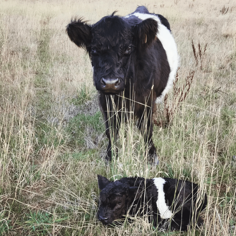 For Sale – Australian Belted Galloway Association Inc